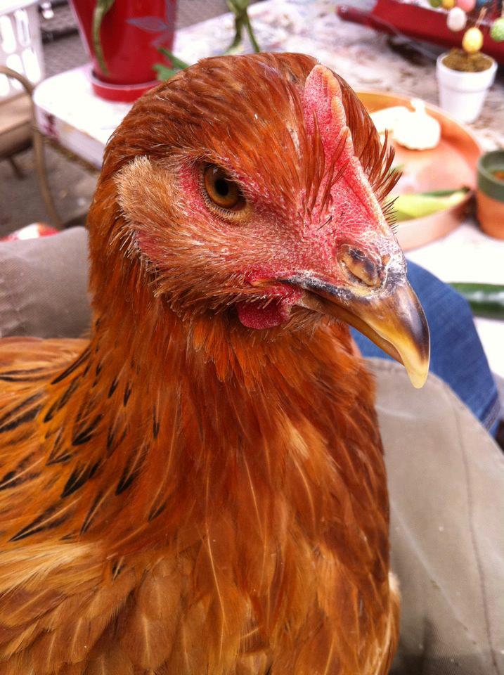 The Chicken Cull Controversy: How Misguided Policies and Public Fear Drove Egg Prices Skyward—and How the Current Administration Fixed It